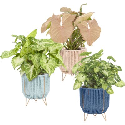 pdp-image-AH Luxe groene plant in mand