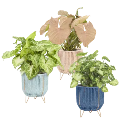 pdp-image-AH Luxe groene plant in mand