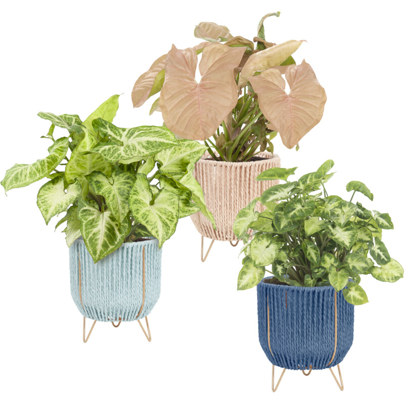 Een afbeelding van AH Luxe groene plant in mand