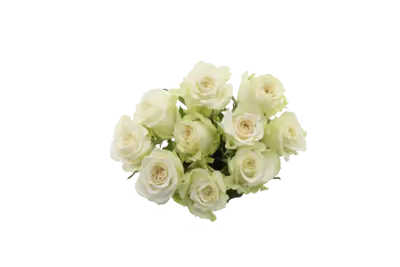 pdp-image-AH Rozen gemengd koud