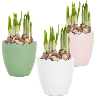 pdp-image-AH Gekleurd keramieken ei met narcissen