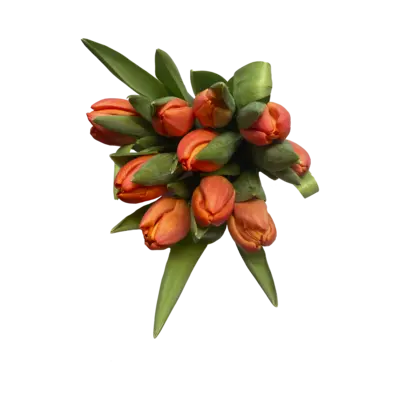 pdp-image-AH Tulpen oranje