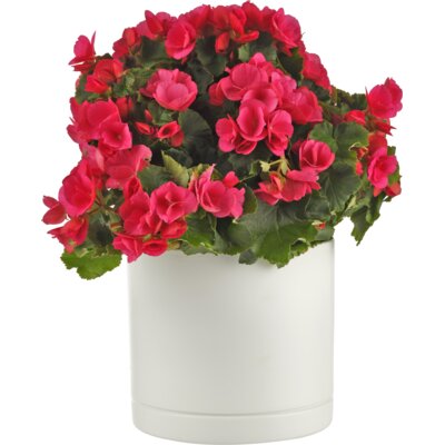 AH Begonia betulia