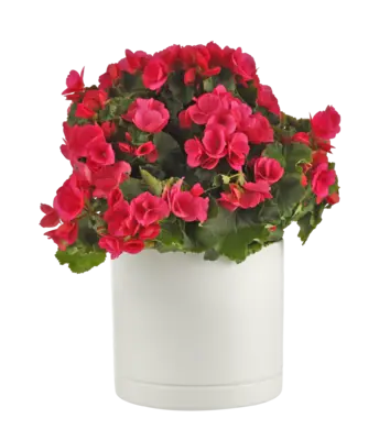 pdp-image-AH Begonia betulia