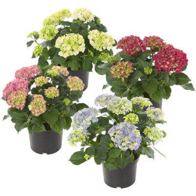 pdp-image-AH Terrashortensia