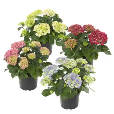 pdp-image-AH Terrashortensia