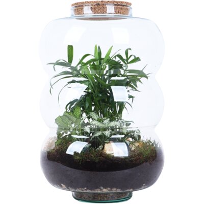 pdp-image-AH Terrarium ring rondingen L
