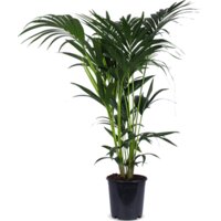 Een afbeelding van AH Kentia 24 teelt