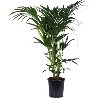 pdp-image-AH Howea forsteriana kentiapalm l