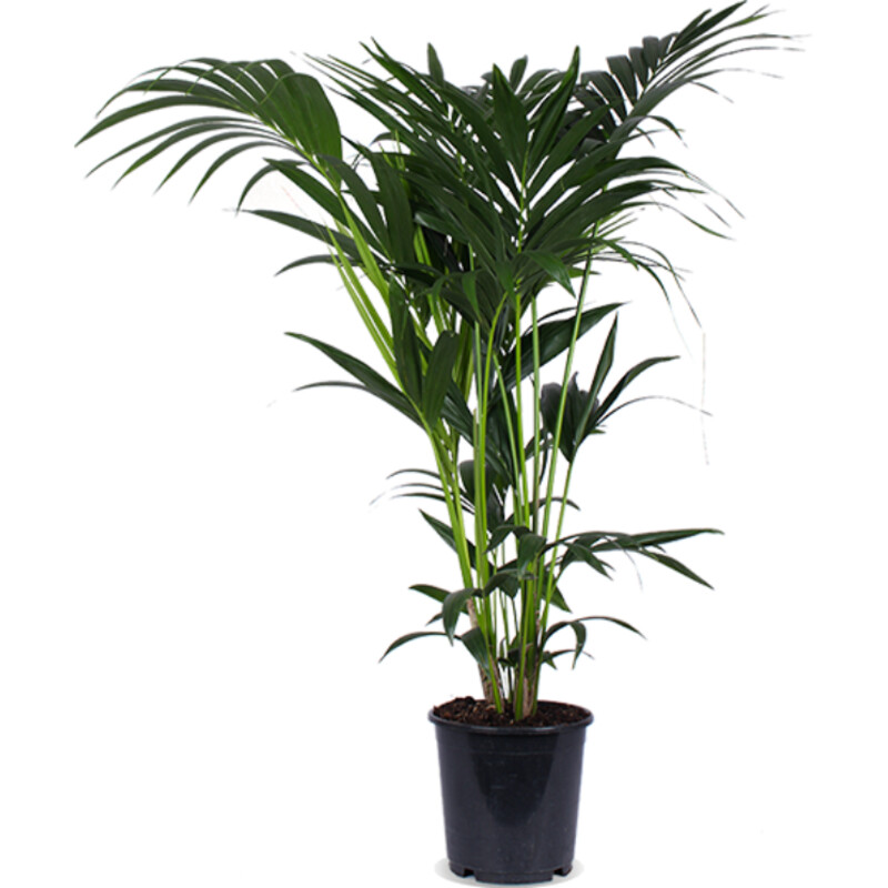 Een afbeelding van AH Howea forsteriana kentiapalm l
