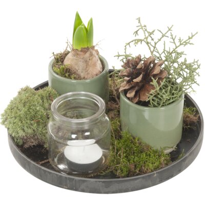 pdp-image-AH Hyacint op dienblaadje