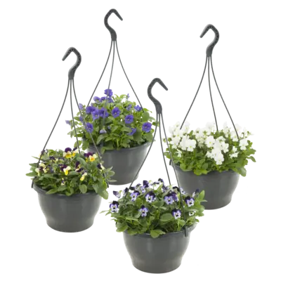 pdp-image-AH Tuinviolen in hangpot
