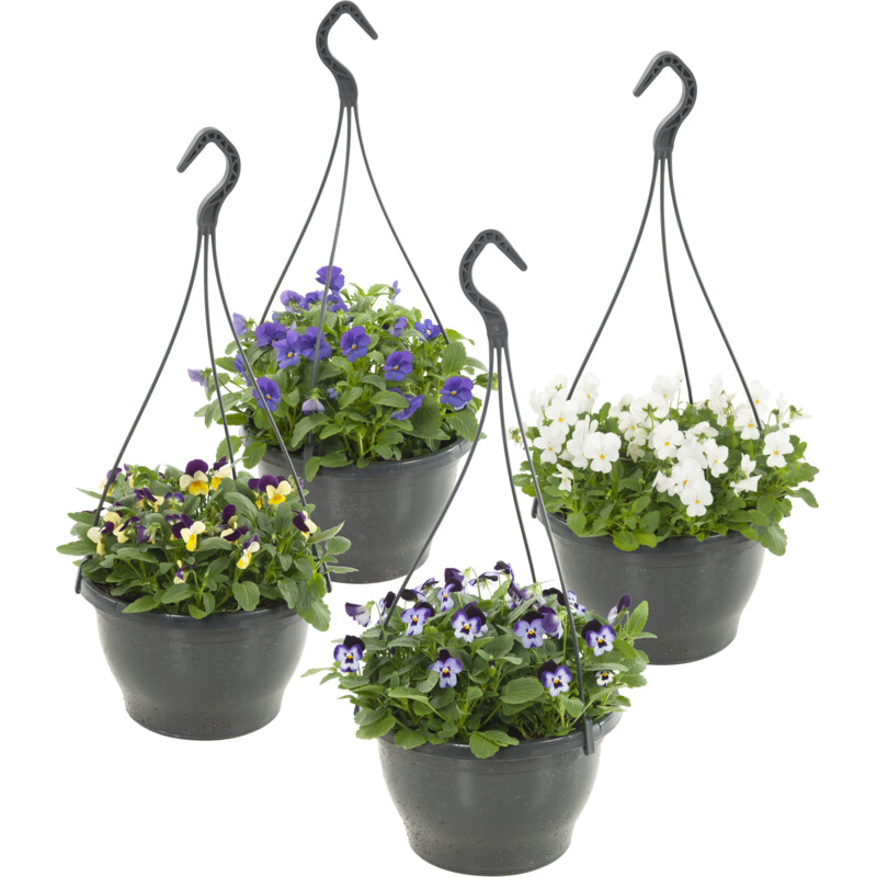 AH Tuinviolen in hangpot