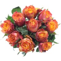 Productfoto van undefined