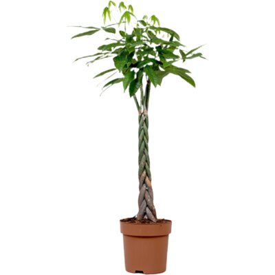 pdp-image-AH Pachira 27 140