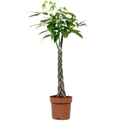 pdp-image-AH Pachira 27 140