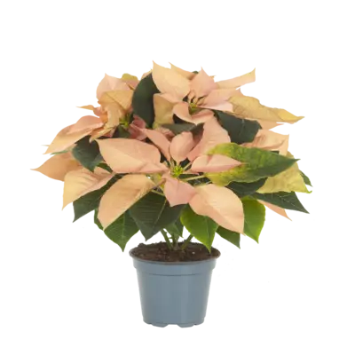 pdp-image-AH Kerstster cinnamon