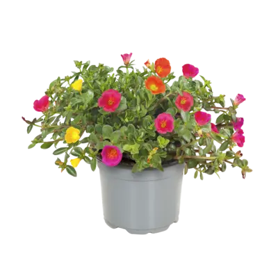 pdp-image-AH Portulaca small