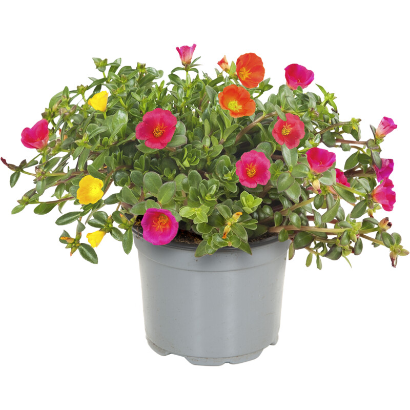 AH Portulaca small