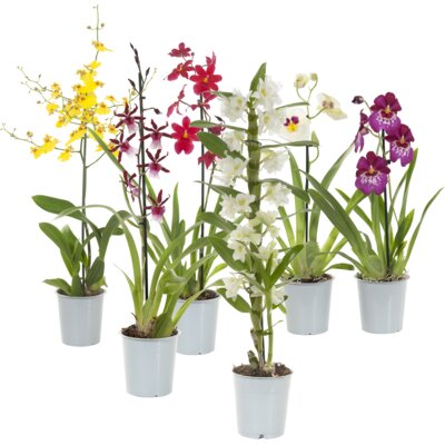 pdp-image-AH Orchidee voorjaarsmix