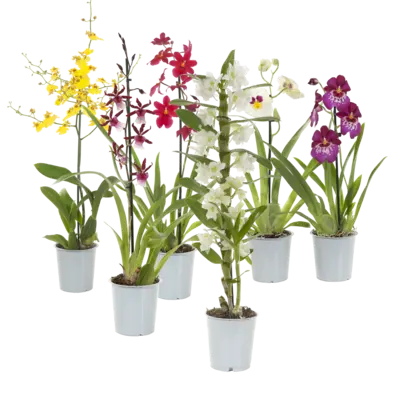 pdp-image-AH Orchidee voorjaarsmix
