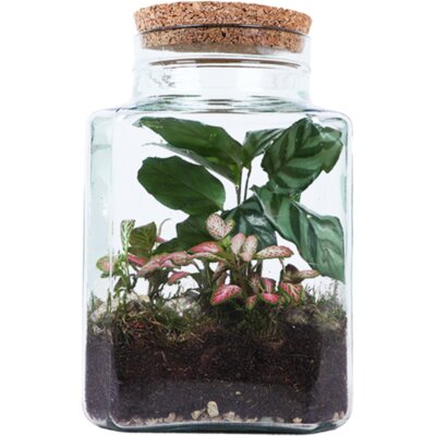 pdp-image-AH Terrarium vierkant S