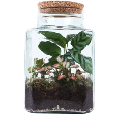pdp-image-AH Terrarium vierkant S