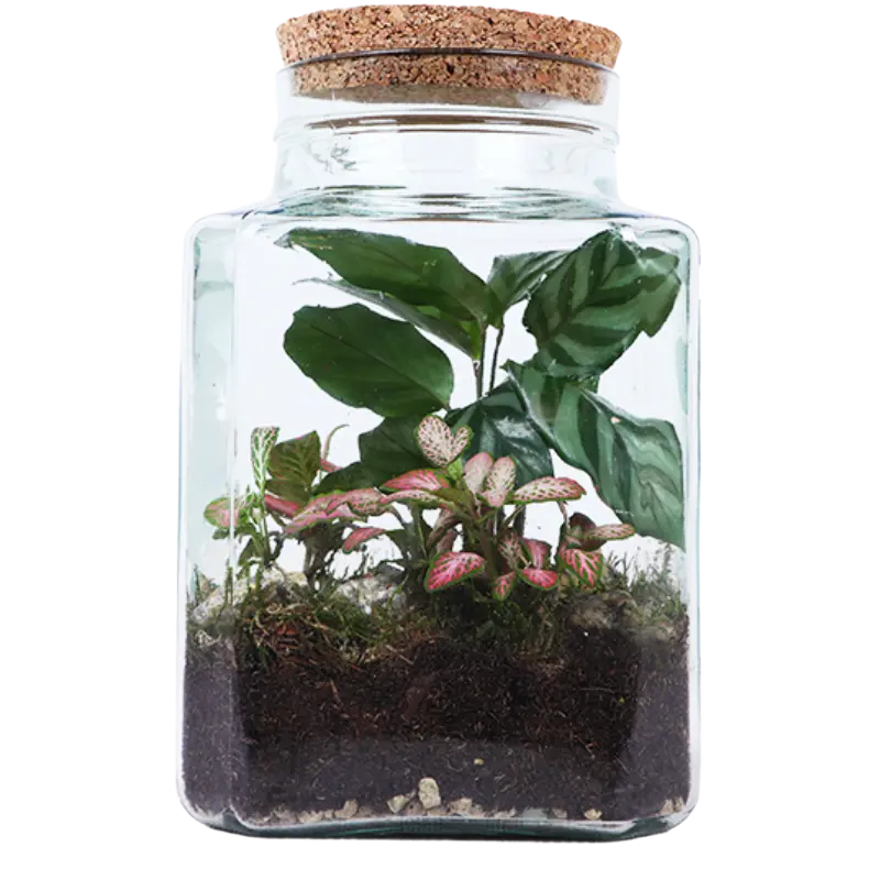 AH Terrarium vierkant S