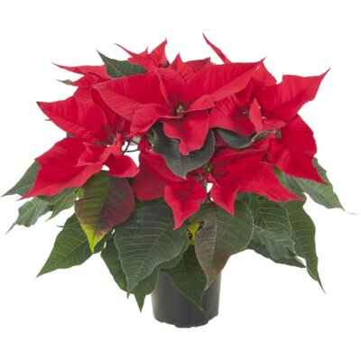 pdp-image-AH Kerstster rood