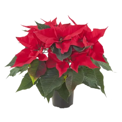 pdp-image-AH Kerstster rood