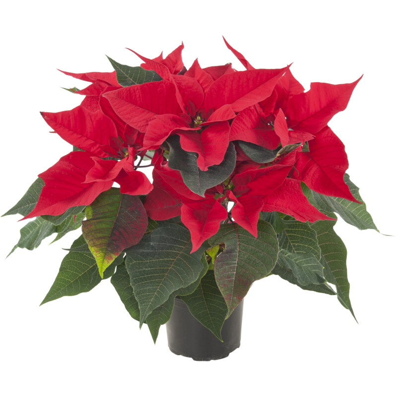 Een afbeelding van AH Kerstster rood