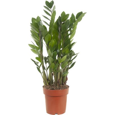 pdp-image-AH Zamioculcas p17