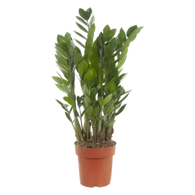 pdp-image-AH Zamioculcas p17