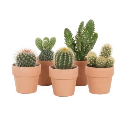pdp-image-AH Mini cactus in terracotta potje