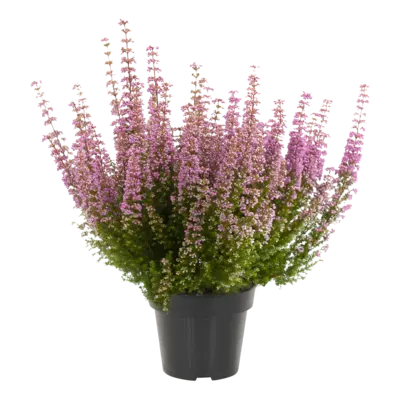 pdp-image-AH Erica gracilis