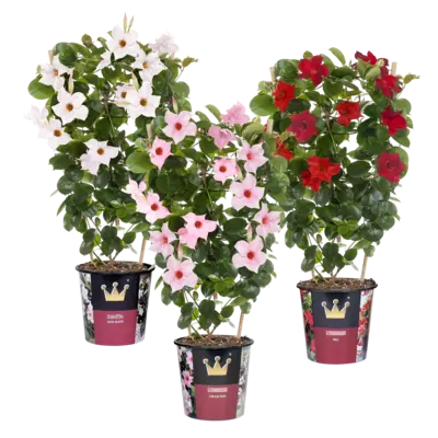 pdp-image-AH Dipladenia plant