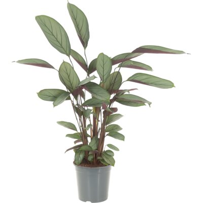 pdp-image-AH Ctenanthe