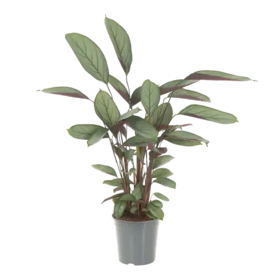 pdp-image-AH Ctenanthe