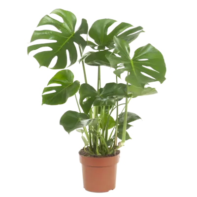 pdp-image-AH Monstera plant