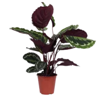 AH Calathea medallion 21