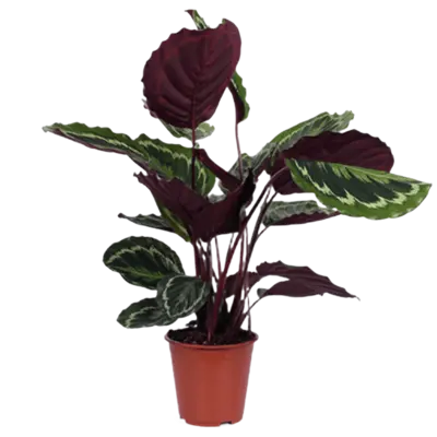 pdp-image-AH Calathea medallion 21