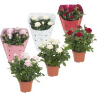 Productfoto van undefined