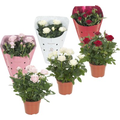 pdp-image-AH Potroos