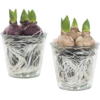 pdp-image-AH Hyacint in glas