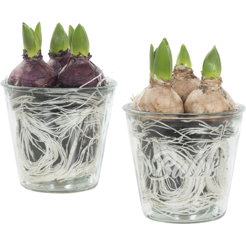 Een afbeelding van AH Hyacint in glas