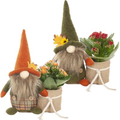 pdp-image-AH Gnoom met kalanchoë