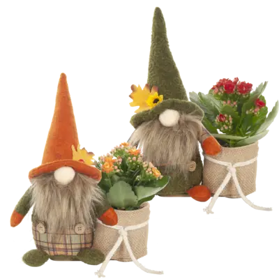 pdp-image-AH Gnoom met kalanchoë