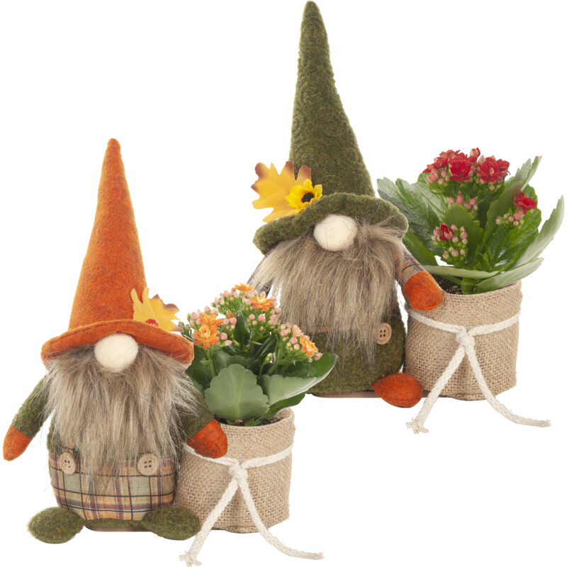 Een afbeelding van AH Gnoom met kalanchoë