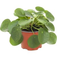 AH Pannenkoekenplant