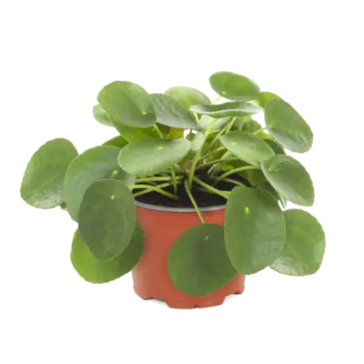 pdp-image-AH Pannenkoekenplant
